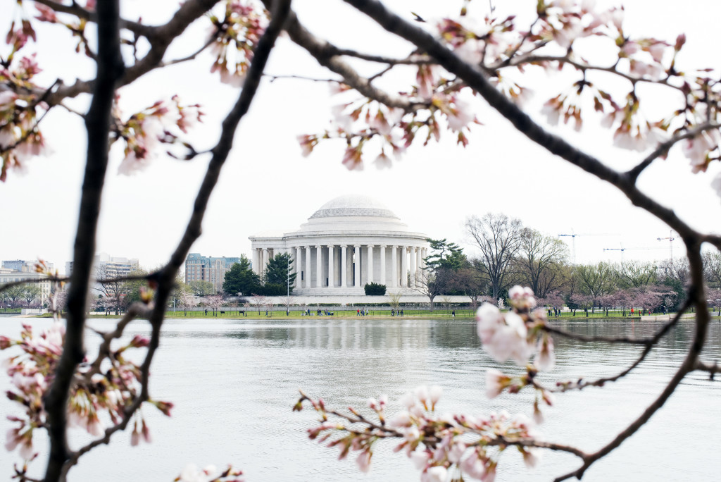 Cherry Blossmos, Washington DC 