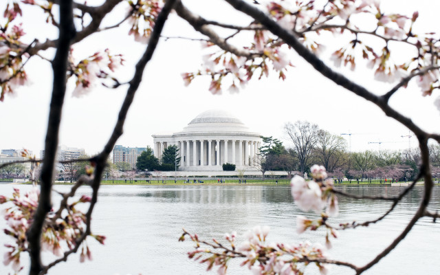 Cherry Blossmos, Washington DC