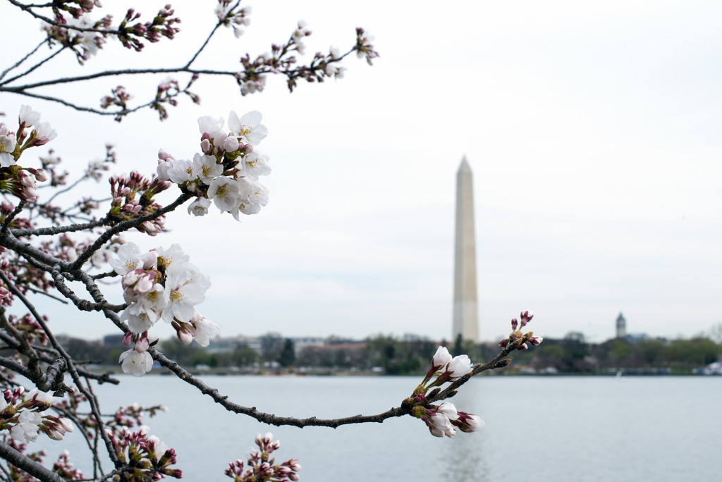 Washington DC Monument 