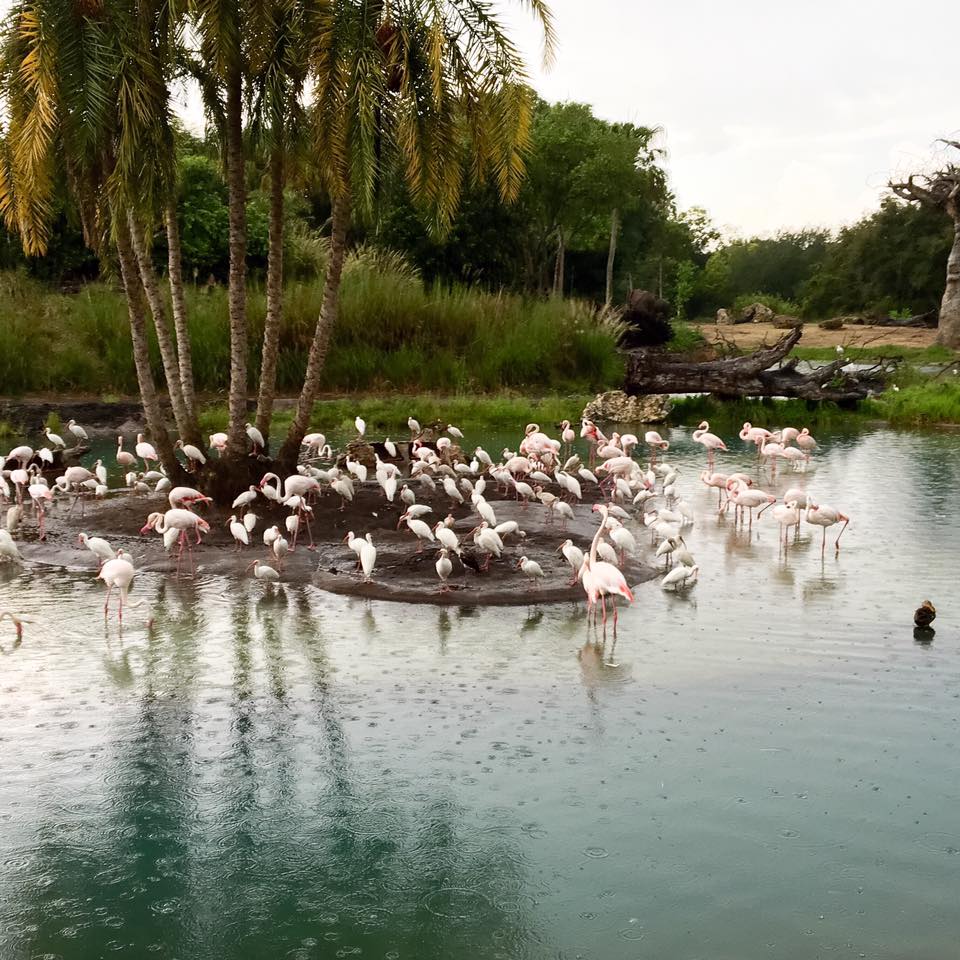 animal kingdom park