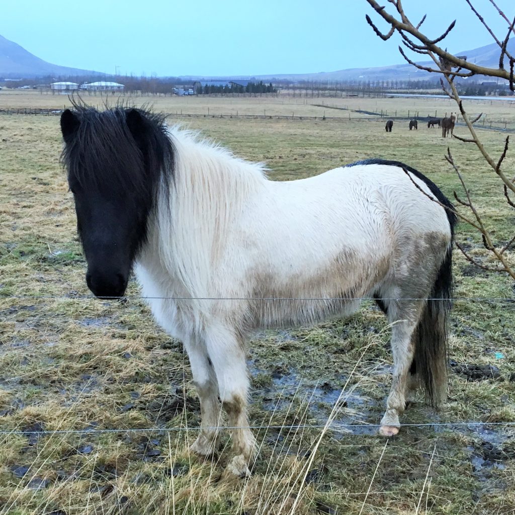 Icelandic Horse