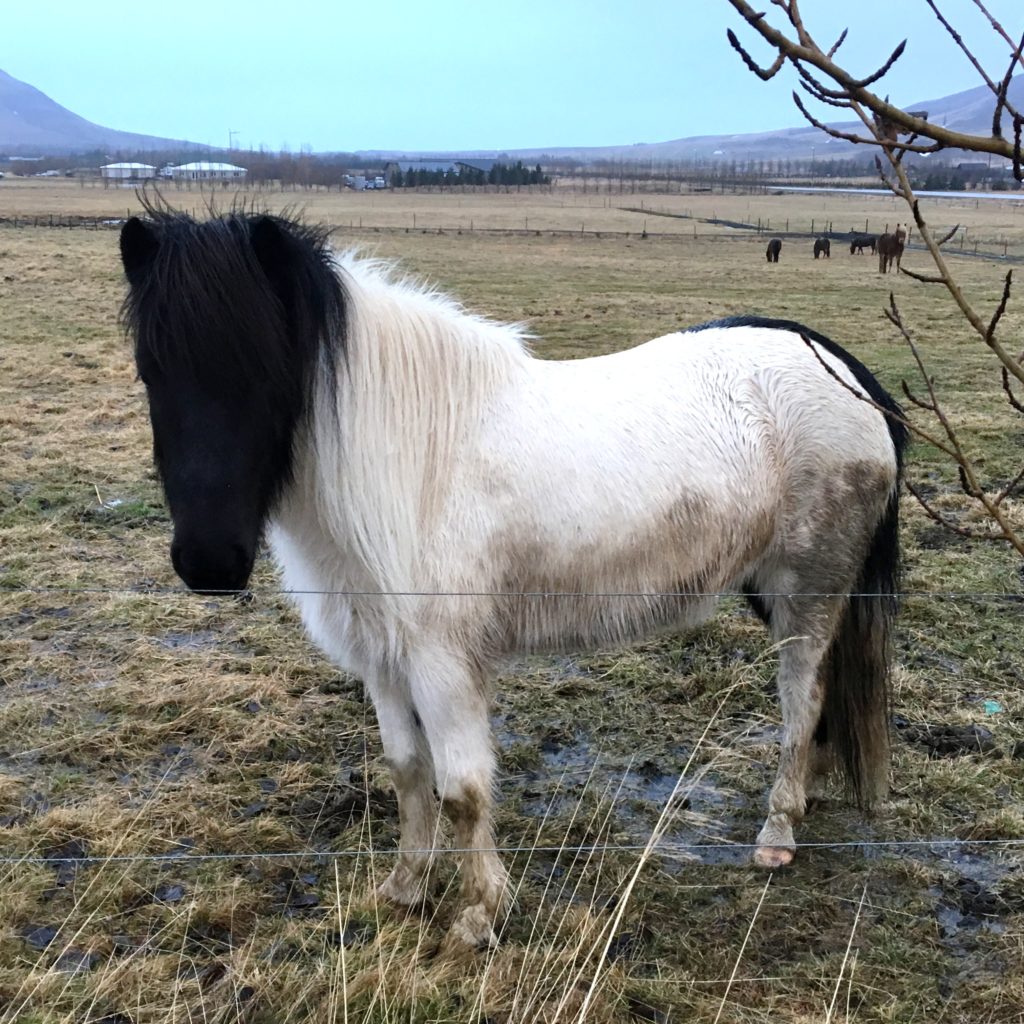 Icelandic Horse 