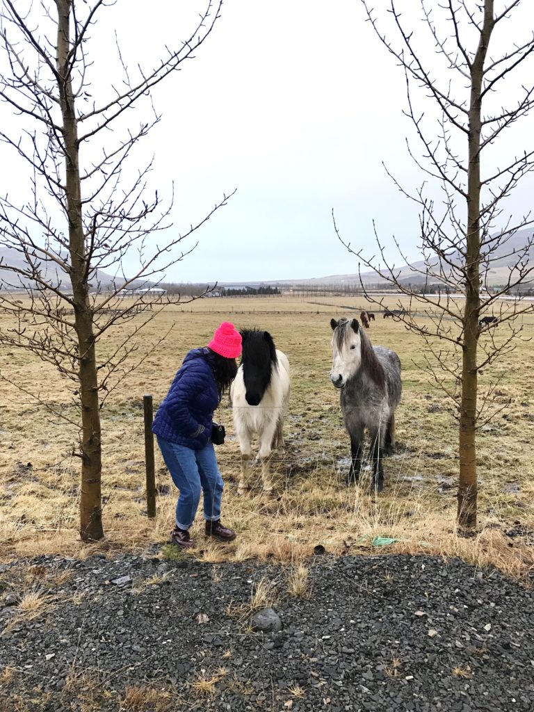 Icelandic Horse 